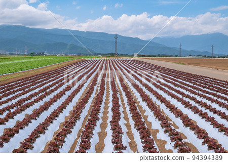 Lettuce field [Seuma, Shiojiri City] 94394389