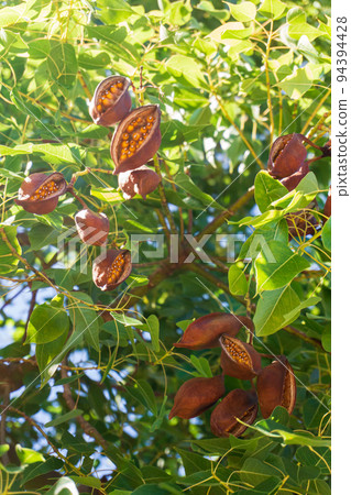 Pods with seeds on the branches of a Brachychiton tree Pods with seeds on the branches of a Brachychiton tree 94394428