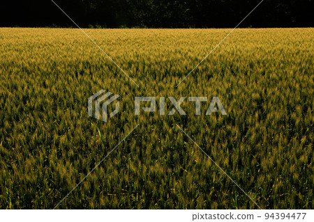 [Biei-cho, Hokkaido] Wheat field 94394477
