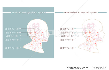 淋巴、淋巴管、淋巴結 94394564