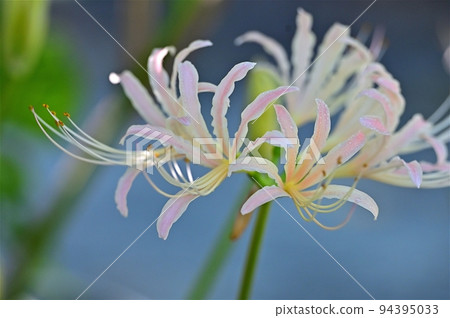 群集孤挺花 群集孤挺花 94395033