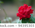 A red rose 94395303