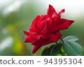 Rose red 94395304