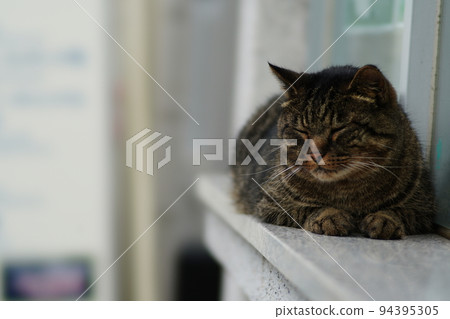 A cat looking down 94395305