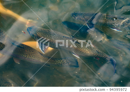Karelian and golden trout swim in mountain rivers, artificial breeding of fish in running water. Karelian and golden trout swim in mountain rivers, artificial breeding of fish in running water. 94395972