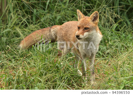 Japanese foxes at Tobu Zoological Park 94396550