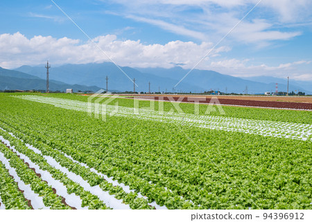 Lettuce field [Seuma, Shiojiri City] 94396912