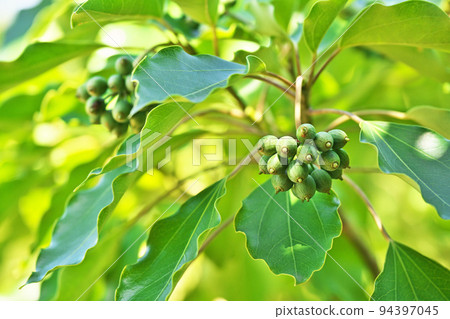 綠色小丑魚果實（秋季、九月） 94397045