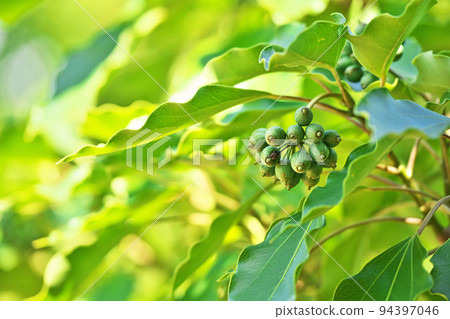 綠色小丑魚果實（秋季、九月） 94397046