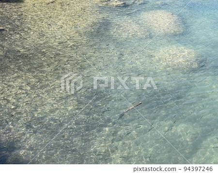 田澤湖鯪魚來吃 94397246