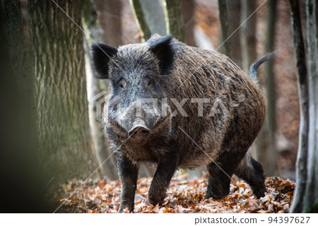 Wild boar on the background of the autumn forest. 94397627