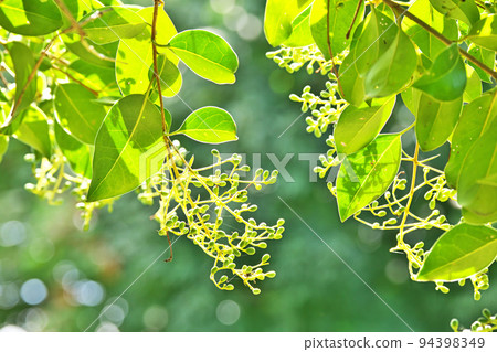 Yellow-green Ligustrum leaves (Autumn, September) Yellow-green Ligustrum leaves (Autumn, September) 94398349