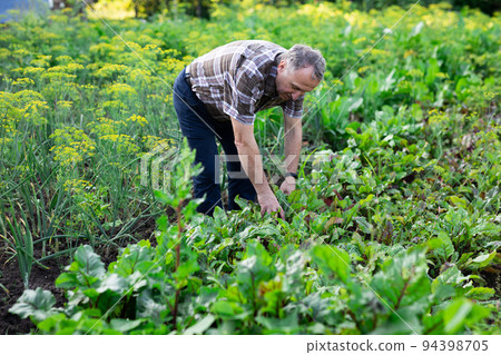 man farmer working in estate garden 94398705