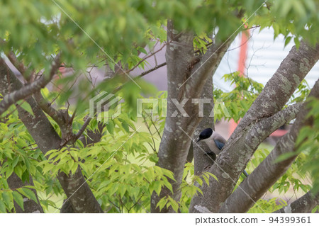a bird sneaking in a tree 94399361