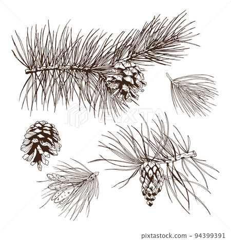 Pine branches design element Pine branches design element 94399391