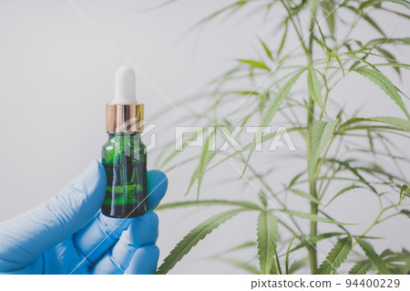 Cannabis researchers are doing scientific experiments. 94400229