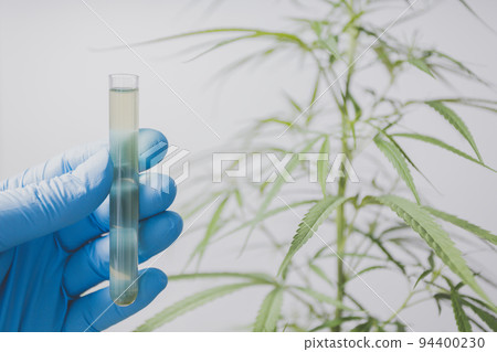 Cannabis researchers are doing scientific experiments. 94400230