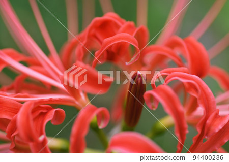 Cluster amaryllis Cluster amaryllis 94400286