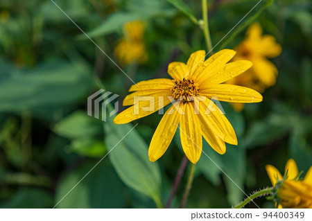 Flower of chrysanthemum Flower of chrysanthemum 94400349