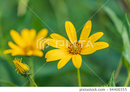 菊花之花 菊花之花 94400355