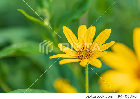 Flower of chrysanthemum Flower of chrysanthemum 94400356