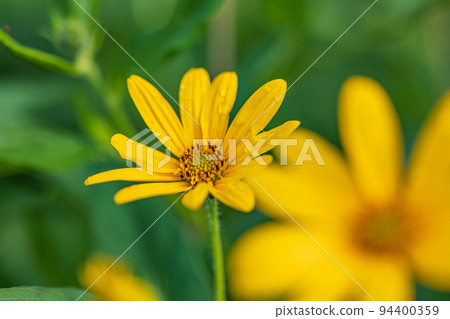 Flower of chrysanthemum 94400359
