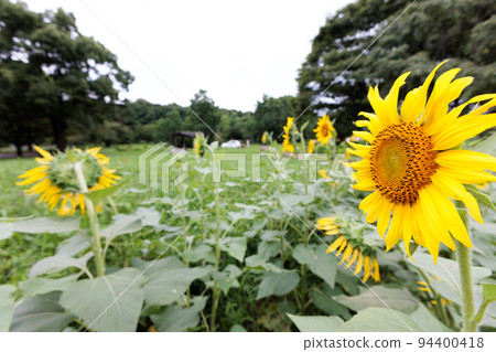 Sunflower field 94400418