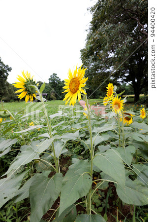 Sunflower field 94400420
