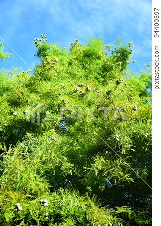 Bald cypress tree and fruit Bald cypress tree and fruit 94400897