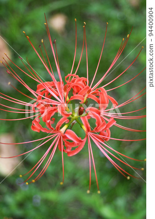 Cluster amaryllis Cluster amaryllis 94400904