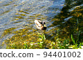 Wild duck 94401002