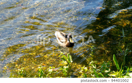 Wild duck Wild duck 94401002