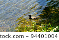 Wild duck 94401004