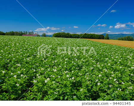 Hokkaido Biei _ Landscape of hills and potato flowers 94401345