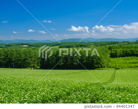 Hokkaido Biei _ Landscape of hills and potato flowers 94401347