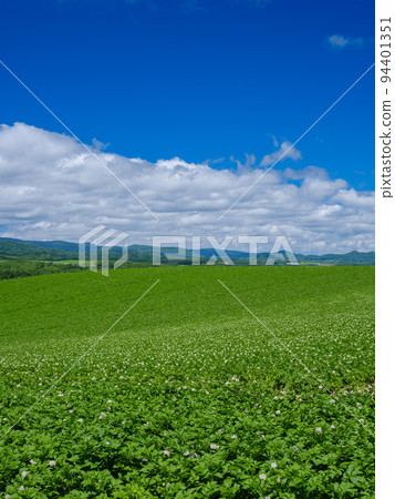 Hokkaido Biei _ Landscape of hills and potato flowers 94401351