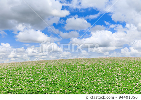 Hokkaido Biei _ Landscape of hills and potato flowers 94401356