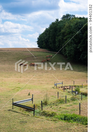 Grazing cattle and green meadows over the hills at the Wallon countryside, Belgium 94401382
