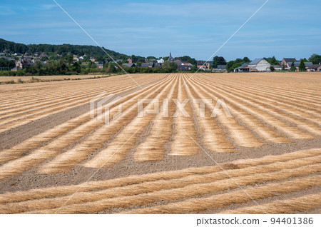 Cultivated golden land at the Wallon countryside around , Belgium 94401386