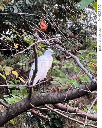 Egret perching on a tree branch, big white bird, big white wild bird, large bird perching on a tree, bird sitting still 94402302