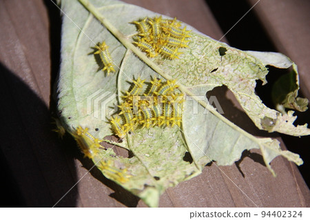 Irga's larva 94402324