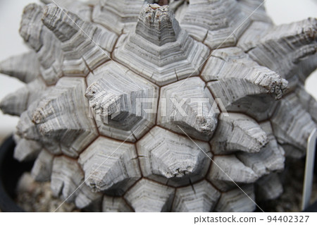 薯蕷 薯蕷 94402327