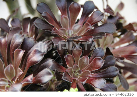 Aeonium 94402330