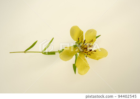 Because the petals are twisted, it is called tomoesou or tomoesou. 94402545