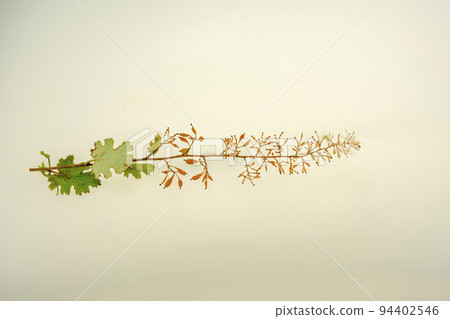 Bamboo rush flowers, fruits and leaves 94402546