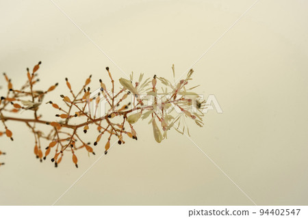 Bamboo rush flowers, fruits and leaves 94402547