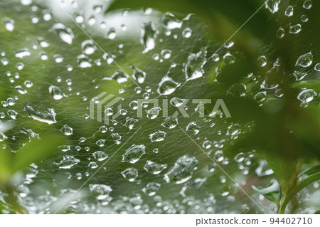 大量水滴附著在蜘蛛網上 94402710