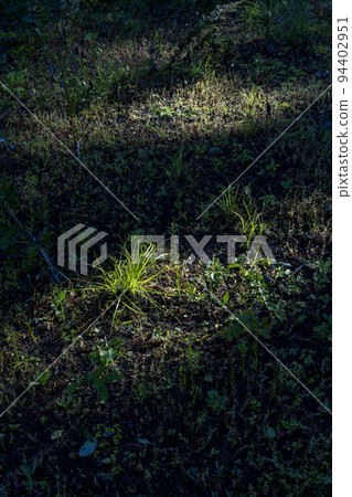Under the spotlight-like rays, the grass of the grassland emerges fantastically. 94402951