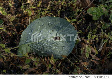 落到草原上的山茱萸葉子,雨滴閃閃發光 落到草原上的山茱萸葉子,雨滴閃閃發光 94403167
