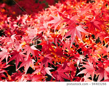 Red maple leaves in the park ~ HDR version Red maple leaves in the park ~ HDR version 94403266